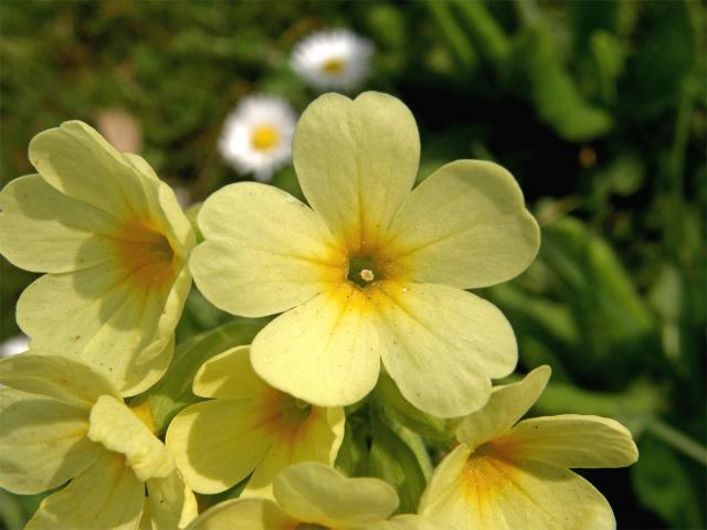 Prvosenka vyšší (Primula elatior (L.) Hill.)