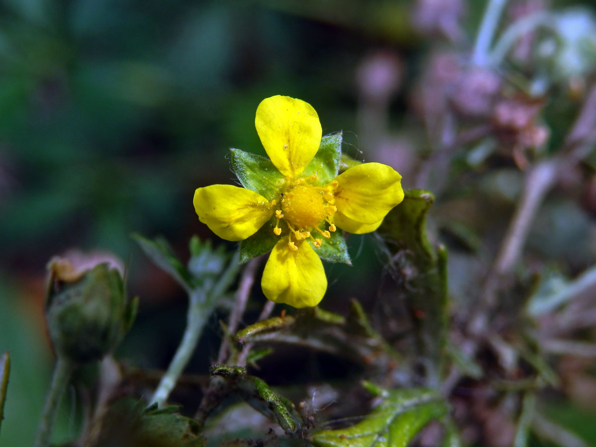 Mochna stříbrná (Potentilla argentea L.) s čtyřčetným květem (8)