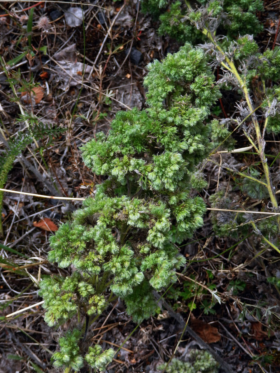 Hálky vlnovníka hadincového (Aceria echii), hadinec obecný