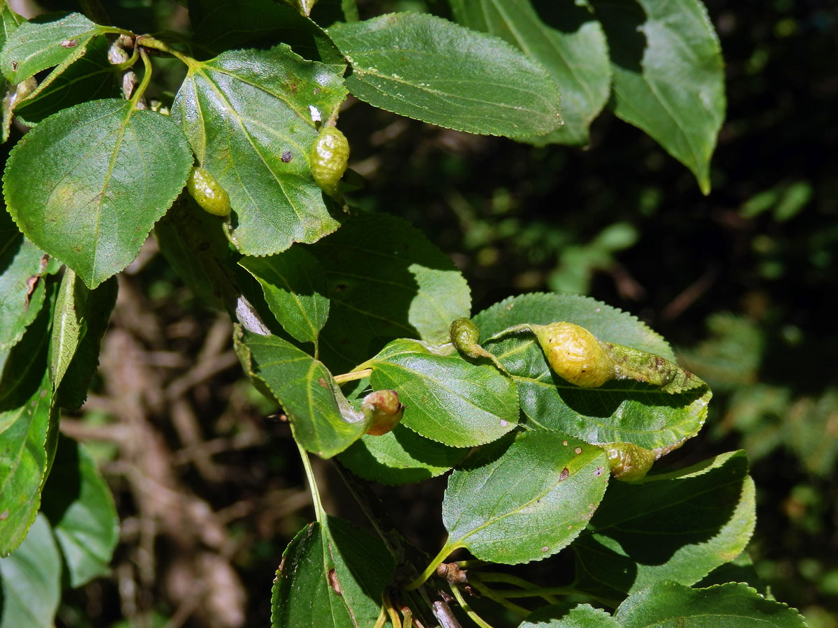 Hálky polokřídlého hmyzu Trichochermes walkeri na řešetláku počistivém (Rhamnus cathartica L.)