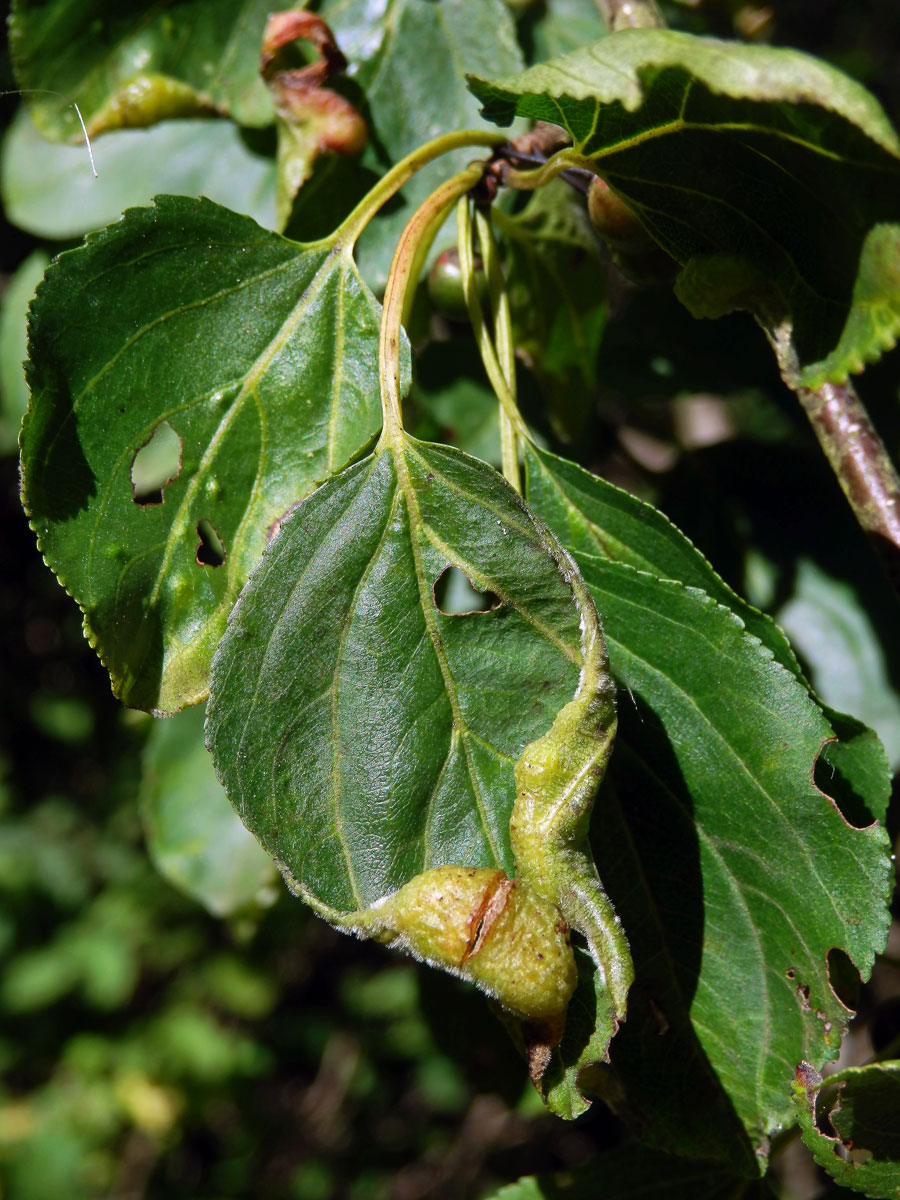 Hálky polokřídlého hmyzu Trichochermes walkeri na řešetláku počistivém (Rhamnus cathartica L.)