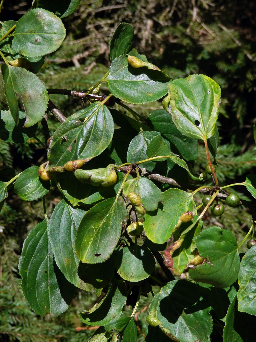 Hálky polokřídlého hmyzu Trichochermes walkeri na řešetláku počistivém (Rhamnus cathartica L.)