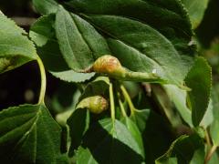 Hálky polokřídlého hmyzu Trichochermes walkeri na řešetláku počistivém (Rhamnus cathartica L.)