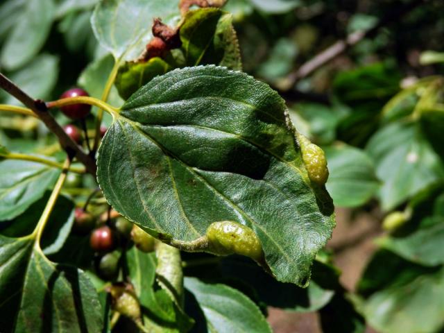 Hálky polokřídlého hmyzu Trichochermes walkeri na řešetláku počistivém (Rhamnus cathartica L.)