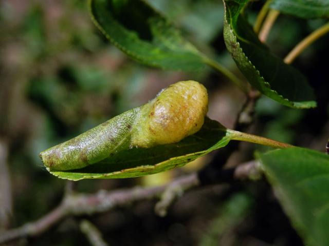 Hálky polokřídlého hmyzu Trichochermes walkeri na řešetláku počistivém (Rhamnus cathartica L.)