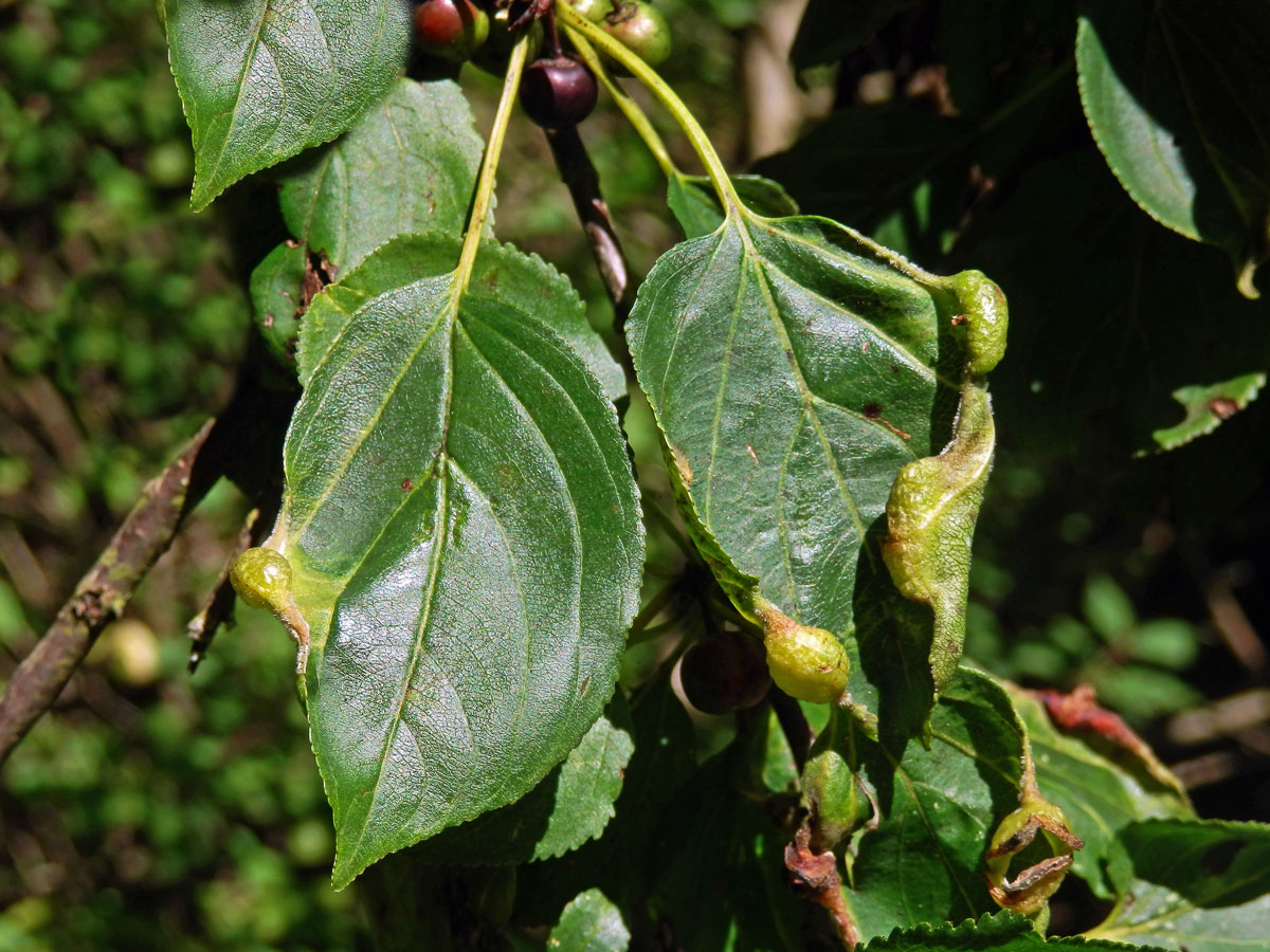 Hálky polokřídlého hmyzu Trichochermes walkeri na řešetláku počistivém (Rhamnus cathartica L.)