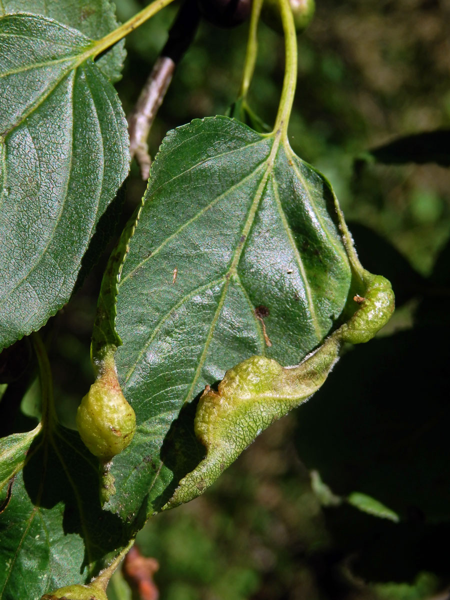 Hálky polokřídlého hmyzu Trichochermes walkeri na řešetláku počistivém (Rhamnus cathartica L.)