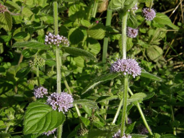 Máta rolní (Mentha arvensis L.)