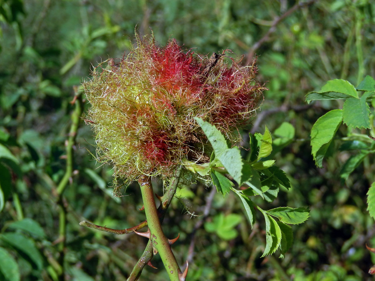 Hálky žlabatky růžové (Diplolepis rosae)