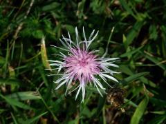 Chrpa luční (Centaurea jacea L.) - květenství světle růžové barvy (2a)