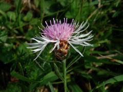 Chrpa luční (Centaurea jacea L.) - květenství světle růžové barvy (2b)