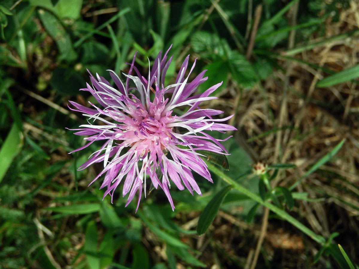 Chrpa luční (Centaurea jacea L.) - květenství světle růžové barvy (3)