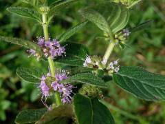 Máta rolní (Mentha arvensis L.) se světlými květy (1c)