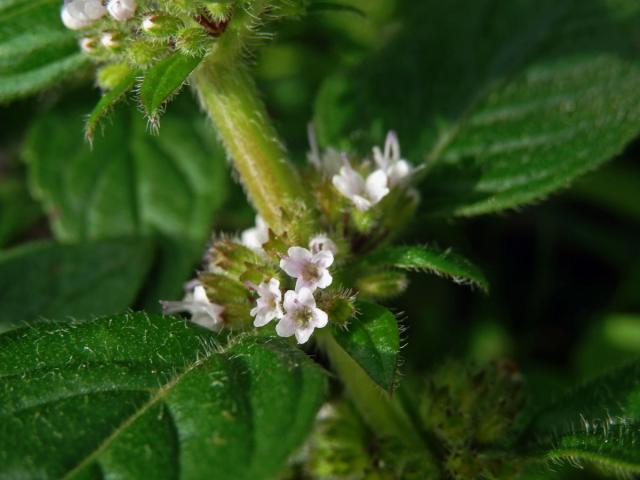 Máta rolní (Mentha arvensis L.) se světlými květy (1d)