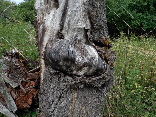 Jabloň domácí (Malvus domestica Borkh.) s tumorem na kmeni (2)