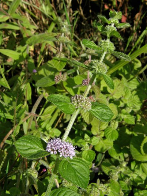 Máta rolní (Mentha arvensis L.)