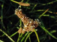 Jitrocel kopinatý (Plantago lanceolata L.) - větvené květenství (16)