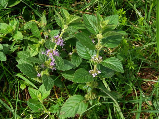 Máta rolní (Mentha arvensis L.) se světlými květy (1b)