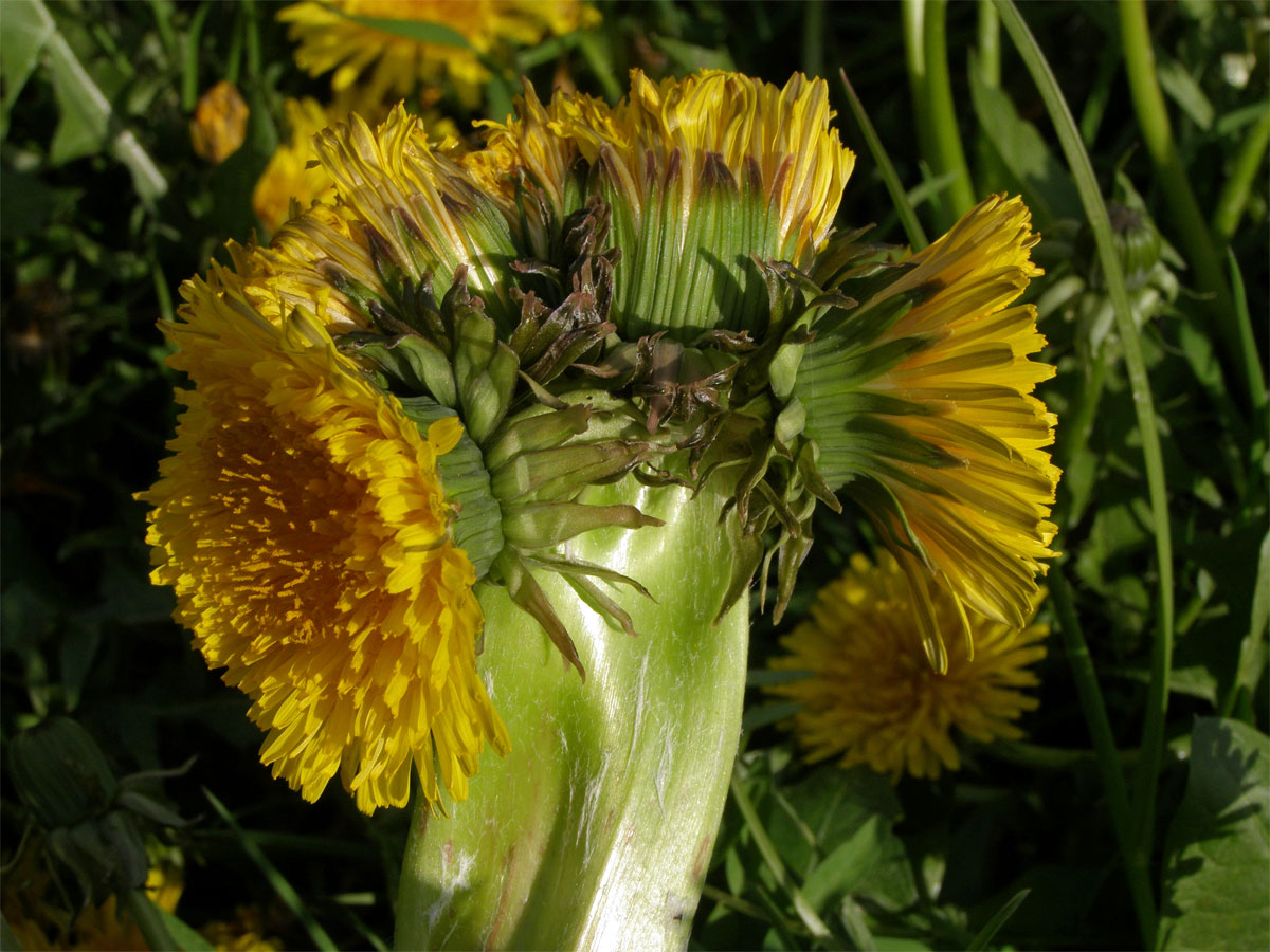 Smetánka lékařská (Teraxacum officinale L.) - fasciace stonku (2)