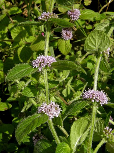 Máta rolní (Mentha arvensis L.)