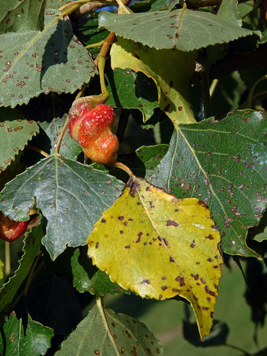 Hálky dutilky šroubovité (Pemphigus spirothecae)