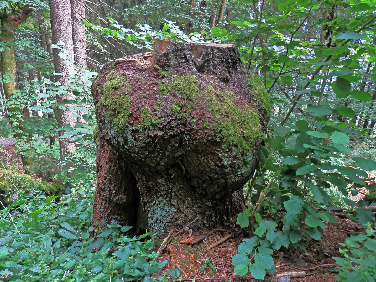 Smrk ztepilý (Picea abies (L.) Karsten) (26) s nádorem na kmeni