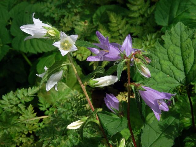 Zvonek kopřivolistý (Campanula trachelium L.) s bílými květy (2a)