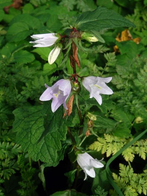 Zvonek kopřivolistý (Campanula trachelium L.) se světlými květy (3a)