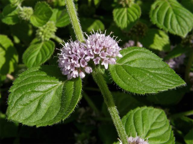 Máta rolní (Mentha arvensis L.)