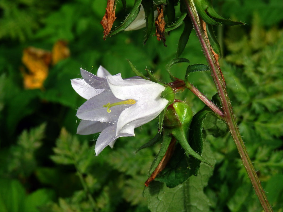 Zvonek kopřivolistý (Campanula trachelium L.) se světlými květy (3b)