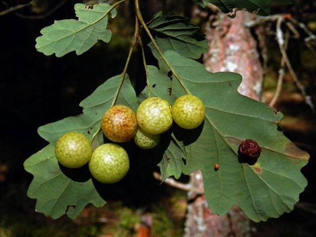 Hálka žlabatky dubové (Cynips quercusfolii)