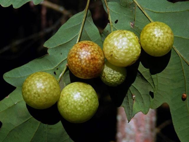 Hálka žlabatky dubové (Cynips quercusfolii)