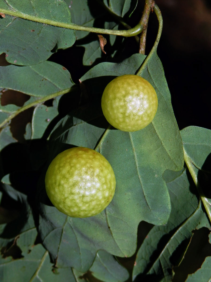 Hálka žlabatky dubové (Cynips quercusfolii)