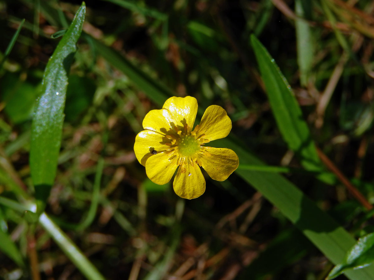 Pryskyřník plamének (Ranunculus flammula L.), sedmičetný květ (7)