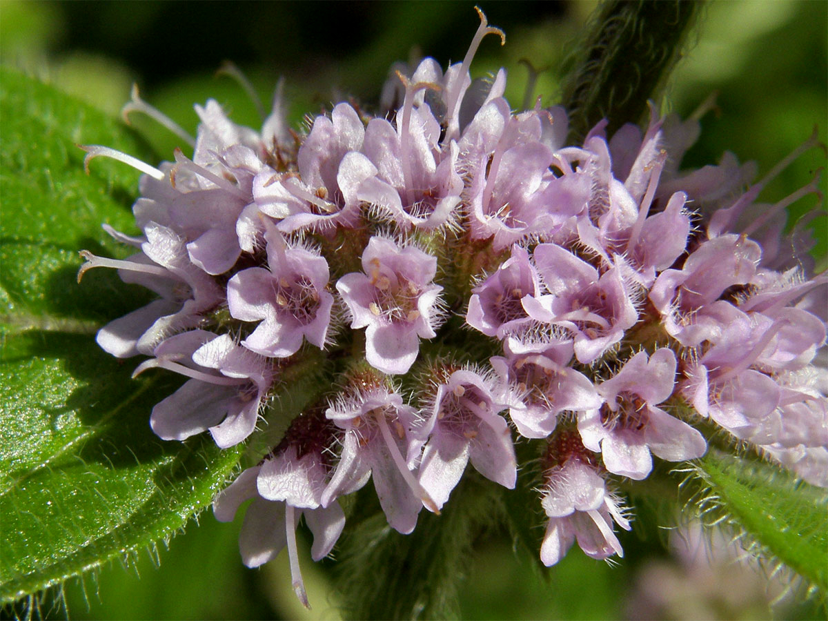 Máta rolní (Mentha arvensis L.)