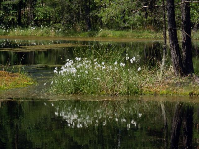 Suchopýr úzkolistý (Eriophorum angustifolium Honck.)