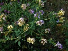 Tolice měňavá (Medicago × varia Martyn)