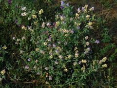 Tolice měňavá (Medicago × varia Martyn)