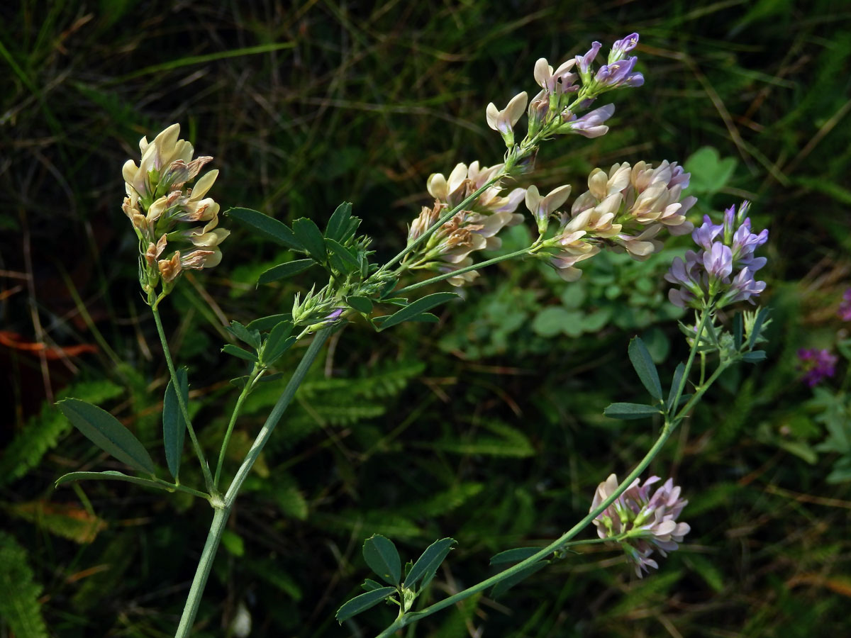 Tolice měňavá (Medicago × varia Martyn)