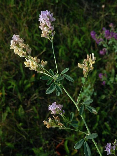 Tolice měňavá (Medicago × varia Martyn)