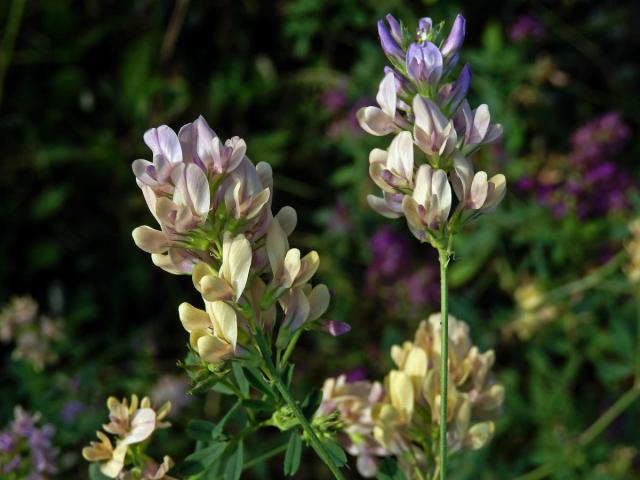 Tolice měňavá (Medicago × varia Martyn)