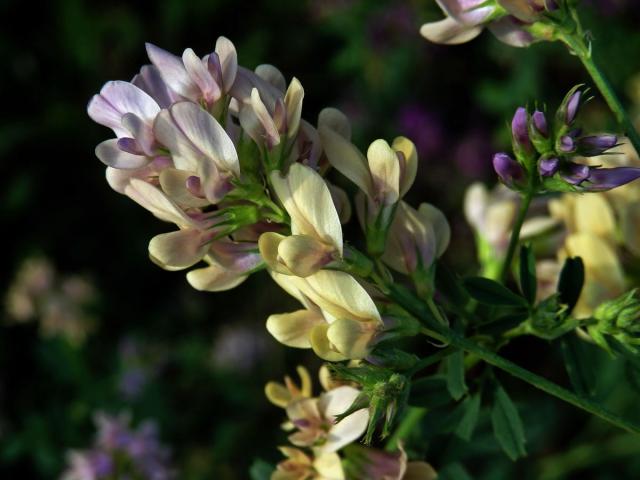 Tolice měňavá (Medicago × varia Martyn)