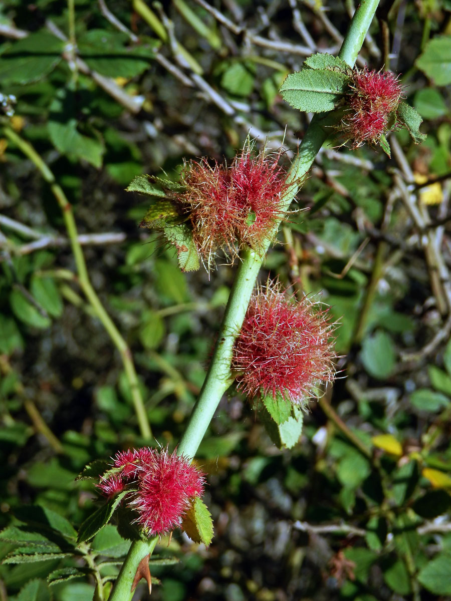 Hálky žlabatky růžové (Diplolepis rosae)