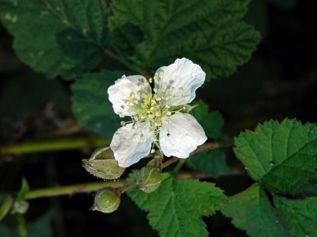 Ostružiník ježiník (Rubus caesius L.) - čtyřčetný květ (7)