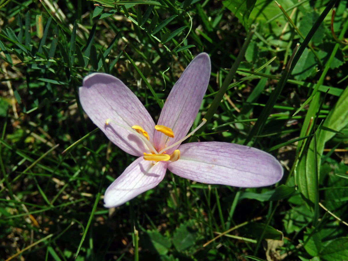 Ocún jesenní (Colchicum autumnale L.), čtyřčetný květ