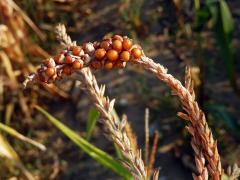 Kukuřice setá (Zea mays L.), oboupohlavný květ (5)