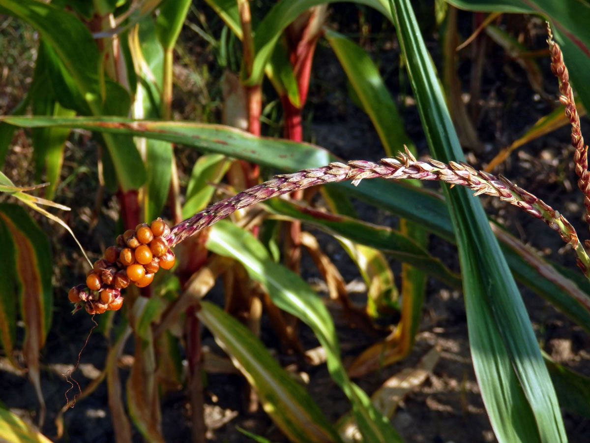 Kukuřice setá (Zea mays L.), oboupohlavný květ (6)