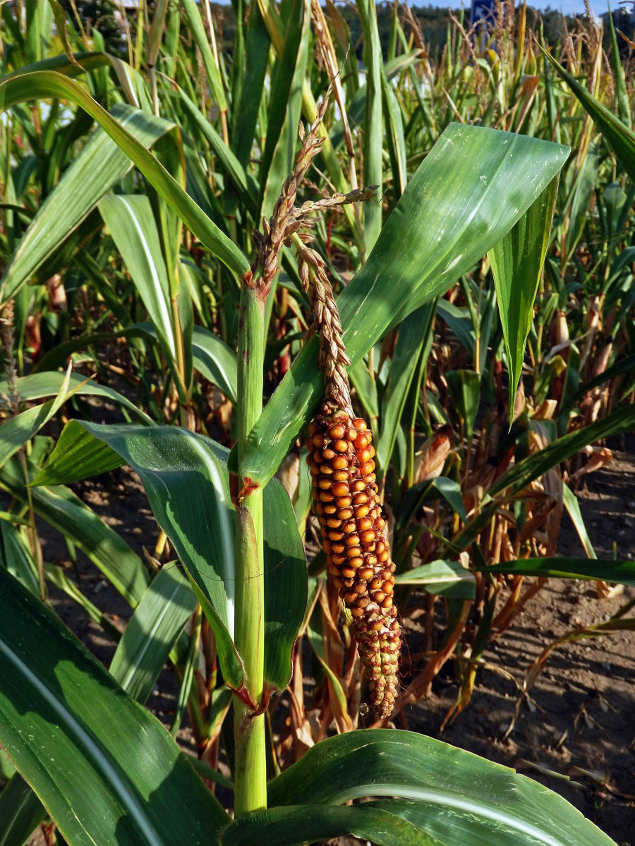 Kukuřice setá (Zea mays L.), oboupohlavný květ (8)