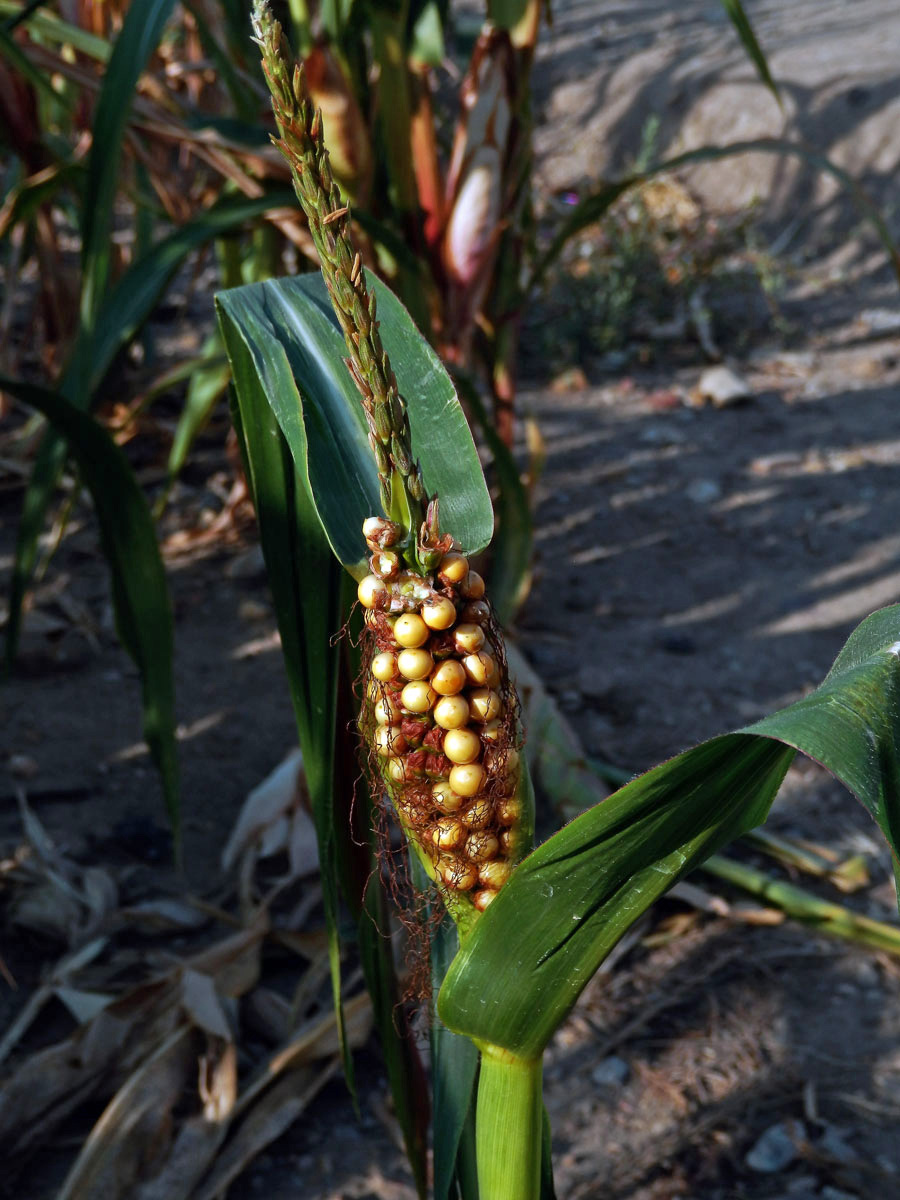 Kukuřice setá (Zea mays L.), oboupohlavný květ (9)