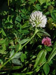 Jetel luční (Trifolium pratense L.) s květy bílé barvy (5a)